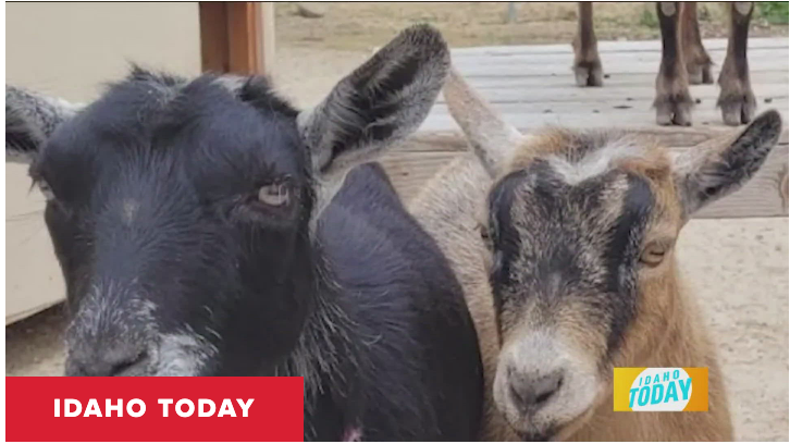 Two goats are standing next to each other and looking at the camera.