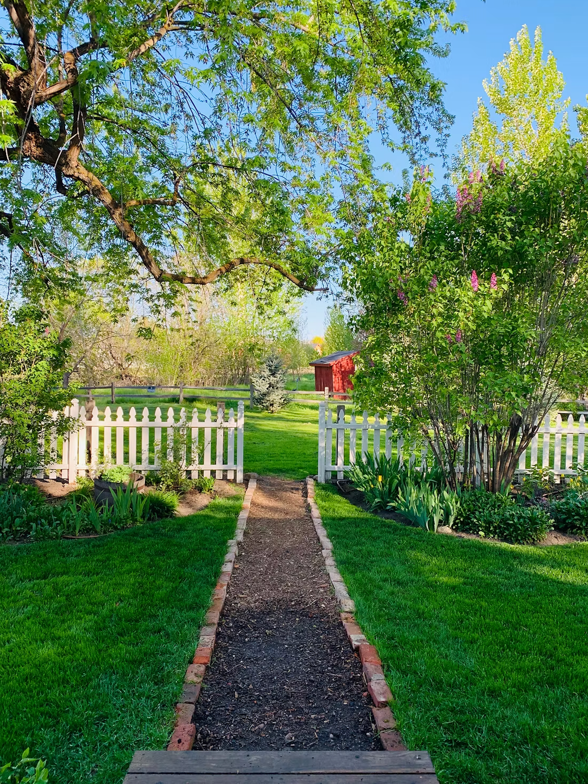 Couple smiling, holding two small pigs in a kitchen. The pigs are black and spotted, respectively.