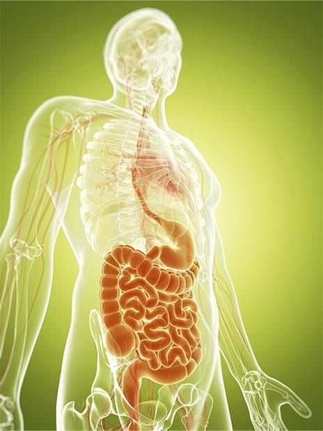 Ilustración del sistema digestivo humano, donde se muestran el estómago y los intestinos resaltados en naranja.
