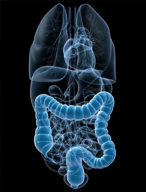 Radiografía del torso humano que resalta el colon azul, con otros órganos internos visibles al fondo.