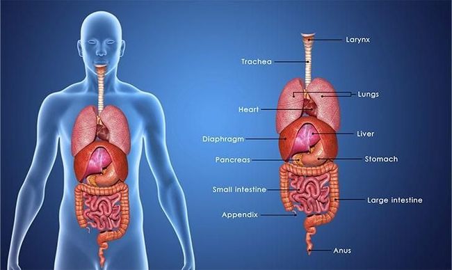 Diagrama del cuerpo humano con los órganos internos etiquetados: pulmones, corazón, hígado e intestinos, sobre un fondo azul.