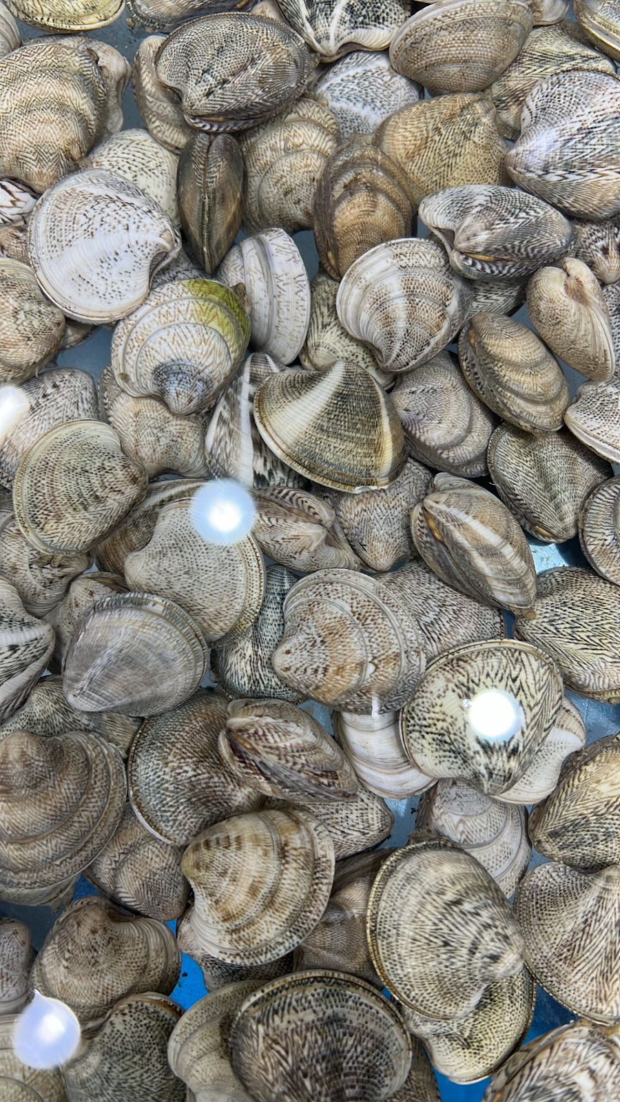 vongole