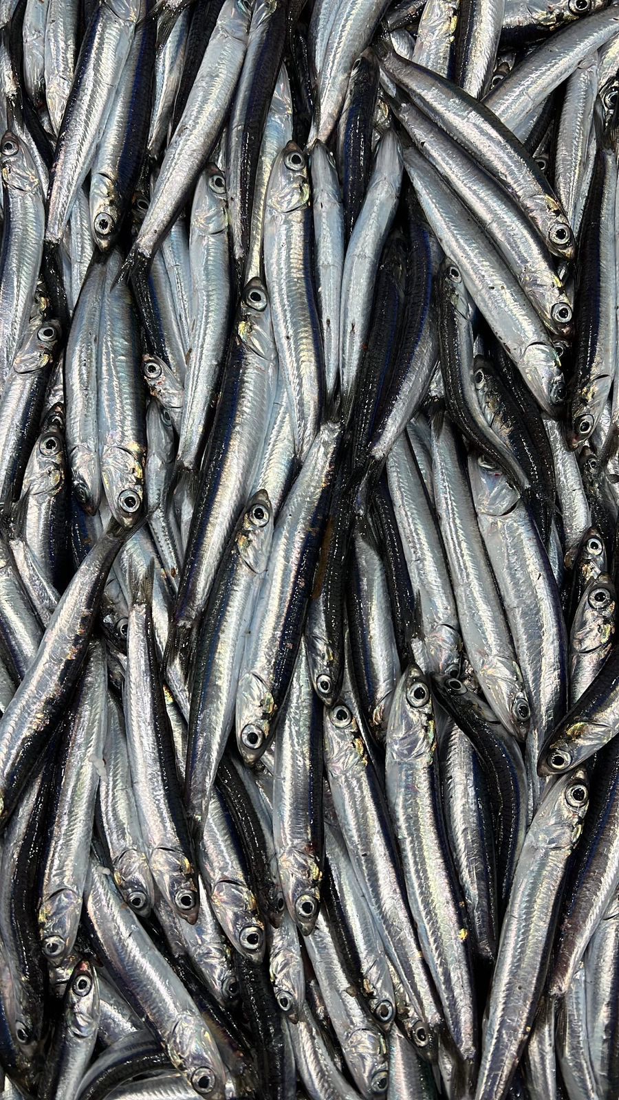 sardine