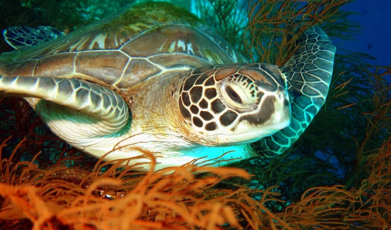 Sea Turtles - Scuba Diving Vacations in Colleyville, TX