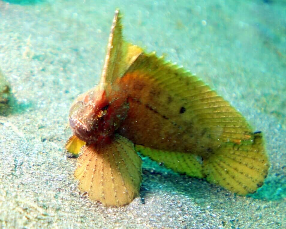 Yellow Sea Fish - Scuba Diving Vacations