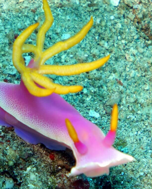 Sea Slug - Scuba Diving Vacations