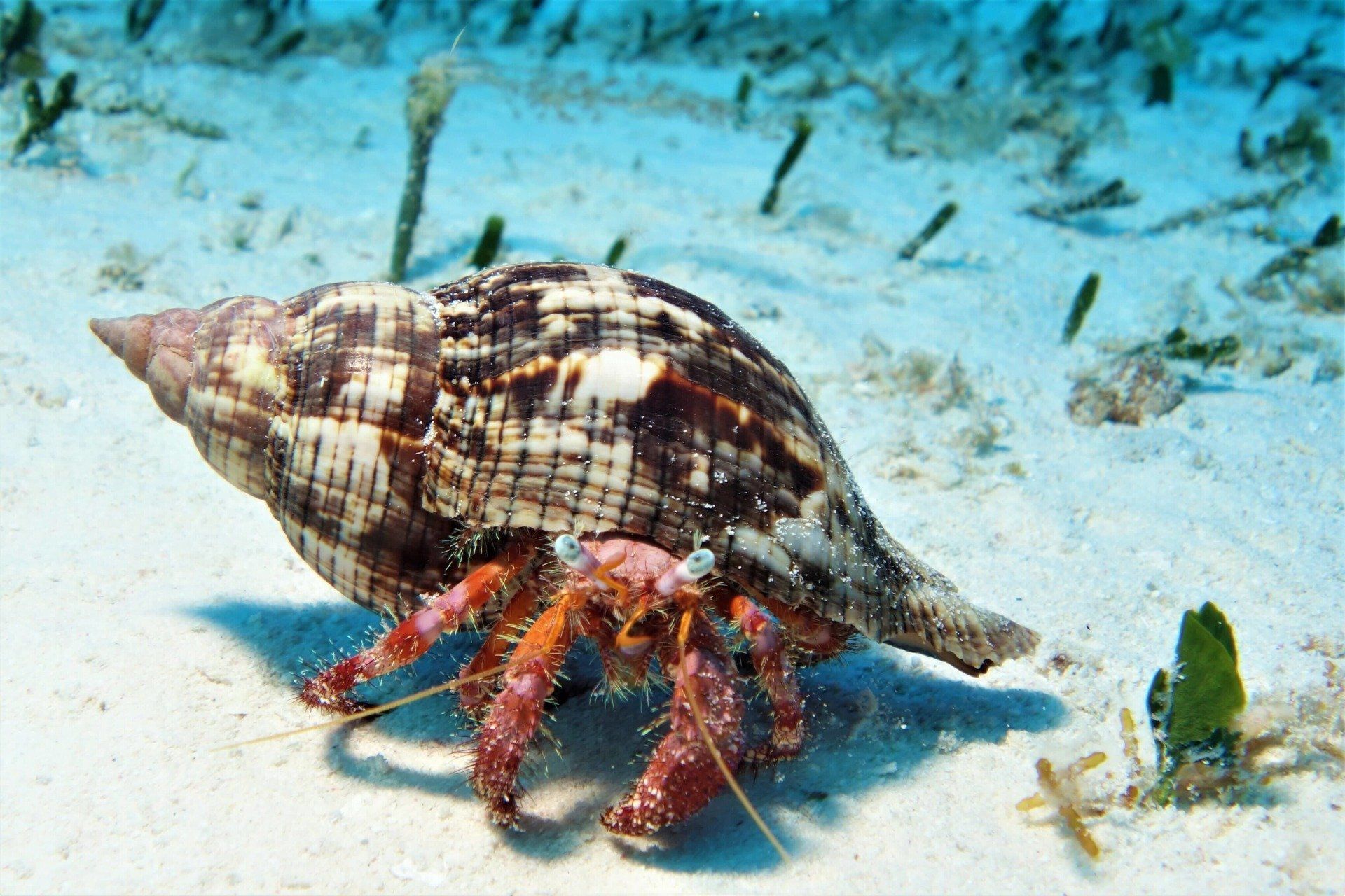 Beautiful Crab - Scuba Diving Vacations in Colleyville, TX