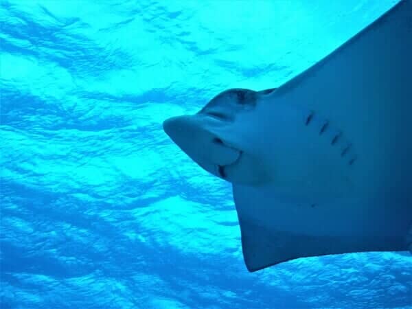 Sting Ray - Scuba Diving Vacations in Colleyville, TX