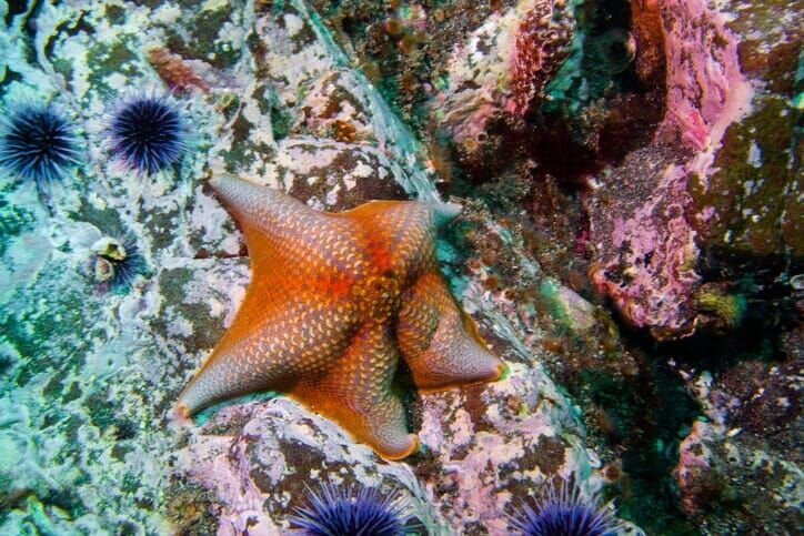 Starfish - Scuba Diving Vacations