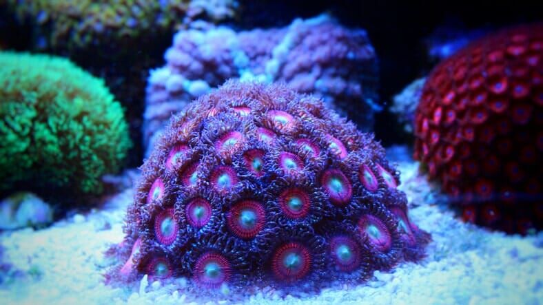 Purple Coral — Scuba Diving Vacations in Colleyville, TX