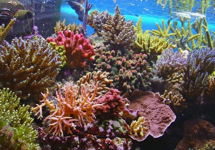 Colorful Coral Reef - Scuba Diving Vacations