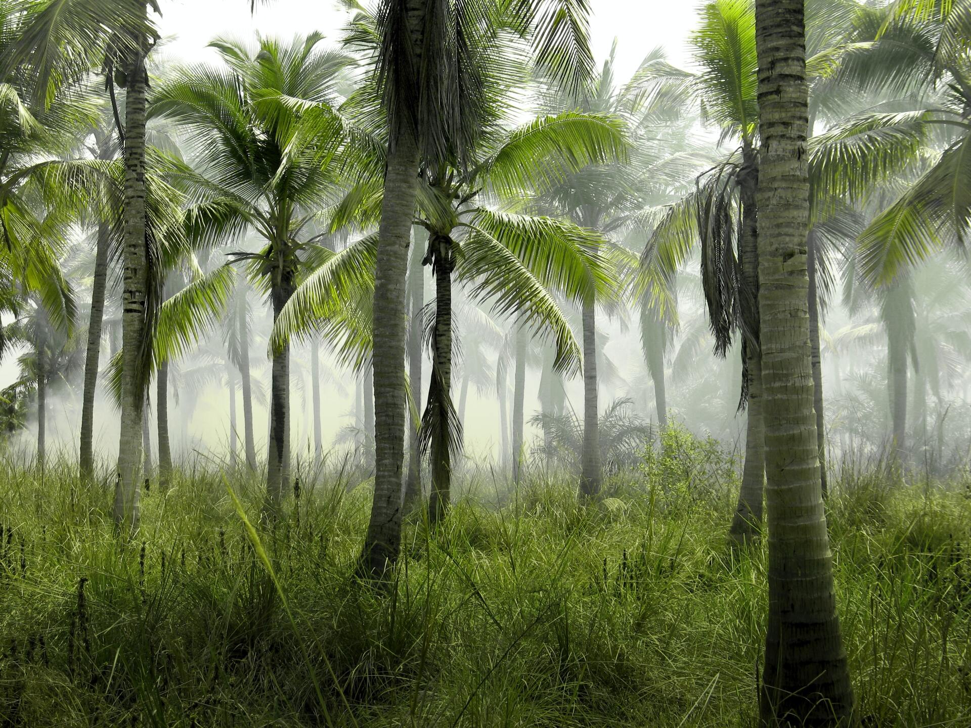 Majestic coconut trees in a misty forest landscape.