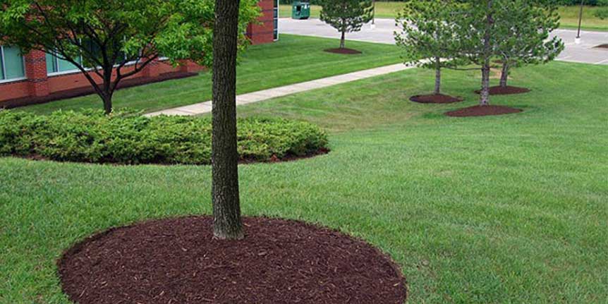 Tree Landscape - Landscaping in Rochester, Ma