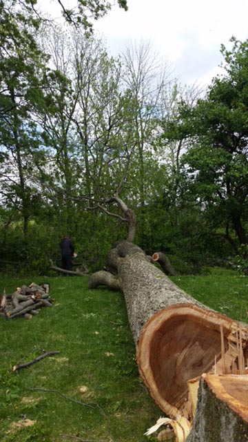 Cut Down Tree — Tree Service in Indianapolis, IN