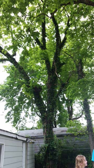 Tall Tree — Tree Service in Indianapolis, IN0.