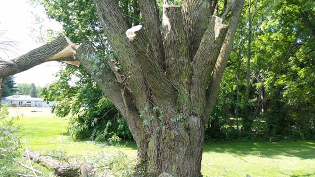 Damaged Tree — Tree Service in Indianapolis, IN
