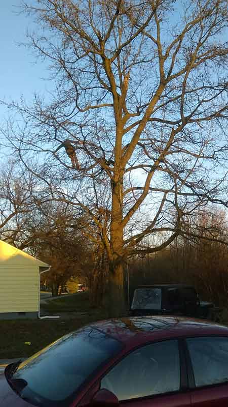 Tree with Car — Tree Service in Indianapolis, IN