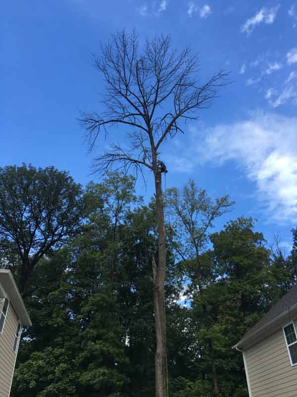 High Tree — Tree Service in Indianapolis, IN