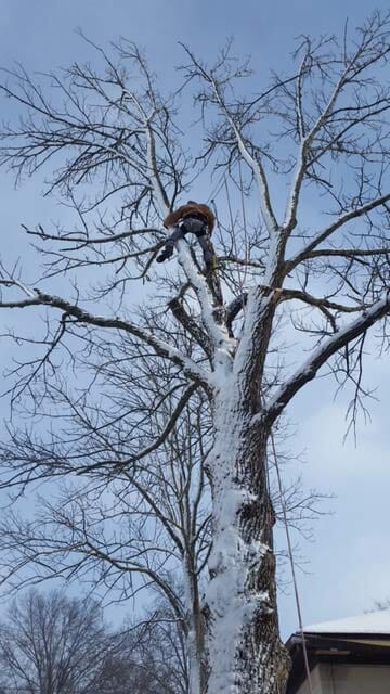 Tree with Snow — Tree Service in Indianapolis, IN