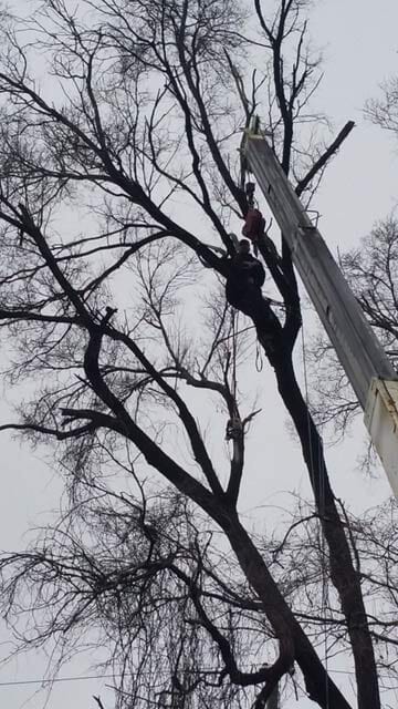 Tree Being Cut Down — Tree Service in Indianapolis, IN