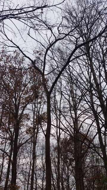 Tall Thin Trees — Tree Service in Indianapolis, IN