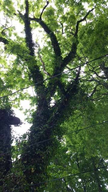 Old Dark Tree — Tree Service in Indianapolis, IN