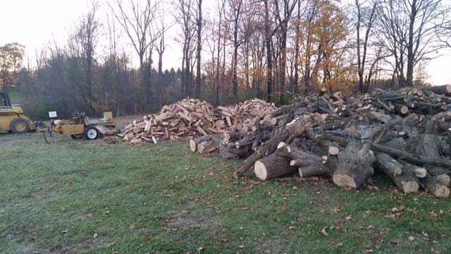 Damaged Tree — Tree Service in Indianapolis, IN