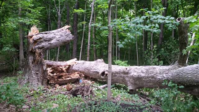 Broken Down Tree — Tree Service in Indianapolis, IN