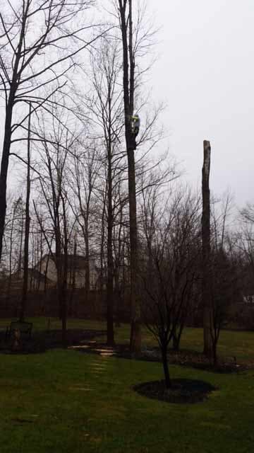 Leafless Trees — Tree Service in Indianapolis, IN