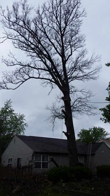 Tree Near A House — Tree Service in Indianapolis, IN