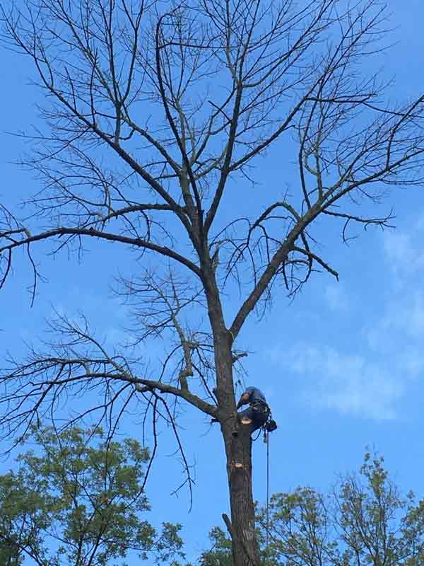 Tall Leafless Tree — Tree Service in Indianapolis, IN