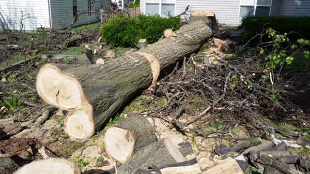 Cut Down Tree on a Bush — Tree Service in Indianapolis, IN