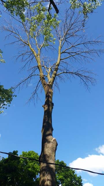 Tree with Small Leaves — Tree Service in Indianapolis, IN