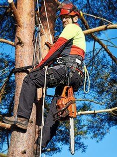 Arborist at Work — Tree Services in Indianapolis, IN
