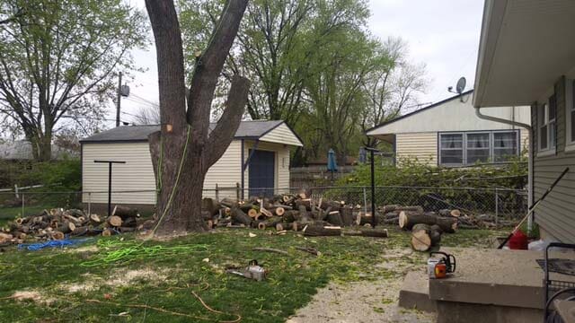 Cut Off Big Tree — Tree Service in Indianapolis, IN