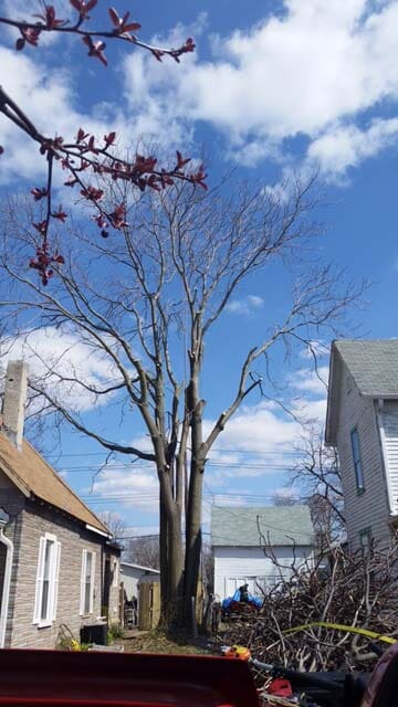 Leafless Tree Beside Houses — Tree Service in Indianapolis, IN