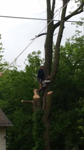 Man on a Cut Down Tall Tree — Tree Service in Indianapolis, IN