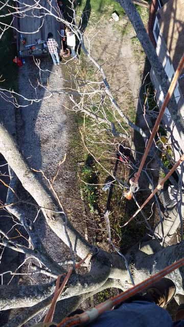 Man Standing on a Tree — Tree Service in Indianapolis, IN