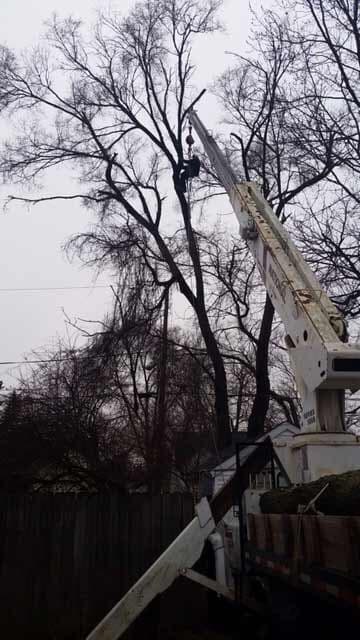 Tree Being Cut Off — Tree Service in Indianapolis, IN