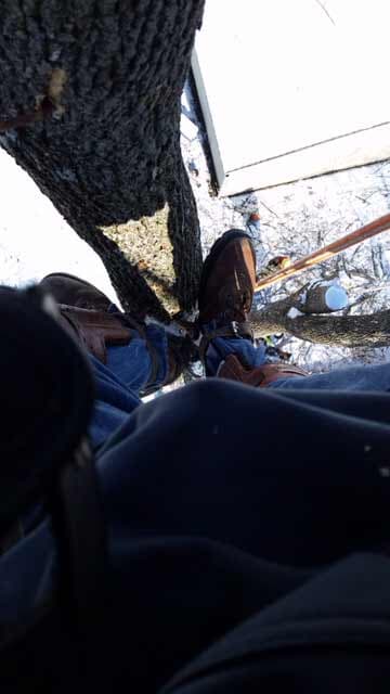 Man Working on a Tree — Tree Service in Indianapolis, IN