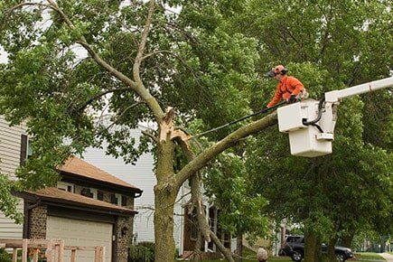 Removing Stump — Tree Services in Indianapolis, IN