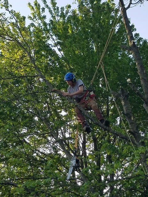 Man Working in Tree — Tree Service in Indianapolis, IN