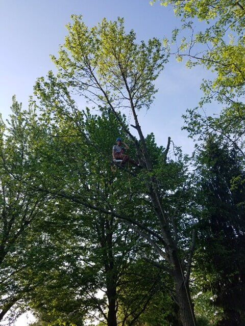 Tree Care — Tree Service in Indianapolis, IN