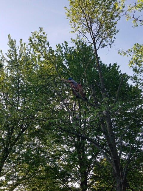 High Tree Work — Tree Service in Indianapolis, IN