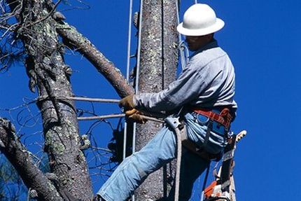 Male Tree-Trimmer — Tree Services in Indianapolis, IN