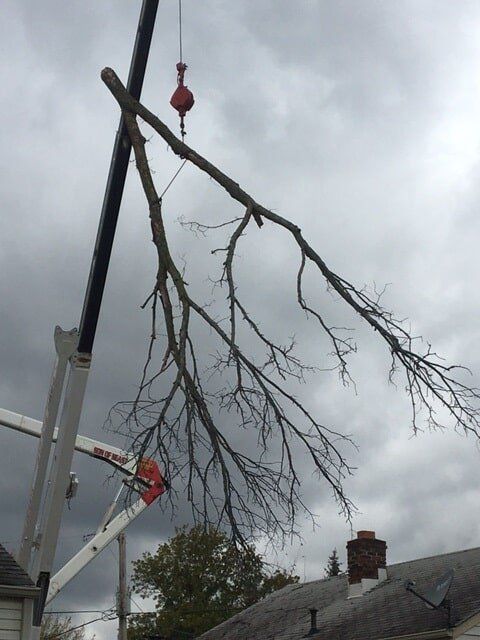 Broken Tree — Tree Service  in Indianapolis, IN