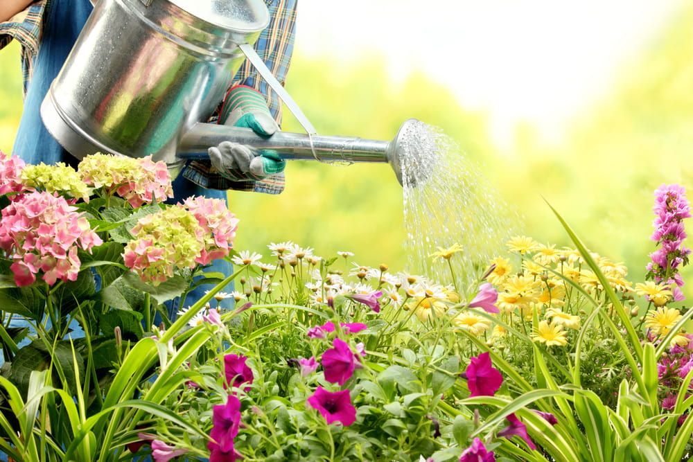 A Person Is Watering Flowers in A Garden with A Watering Can — Acres 2 Mow in Singleton, NSW