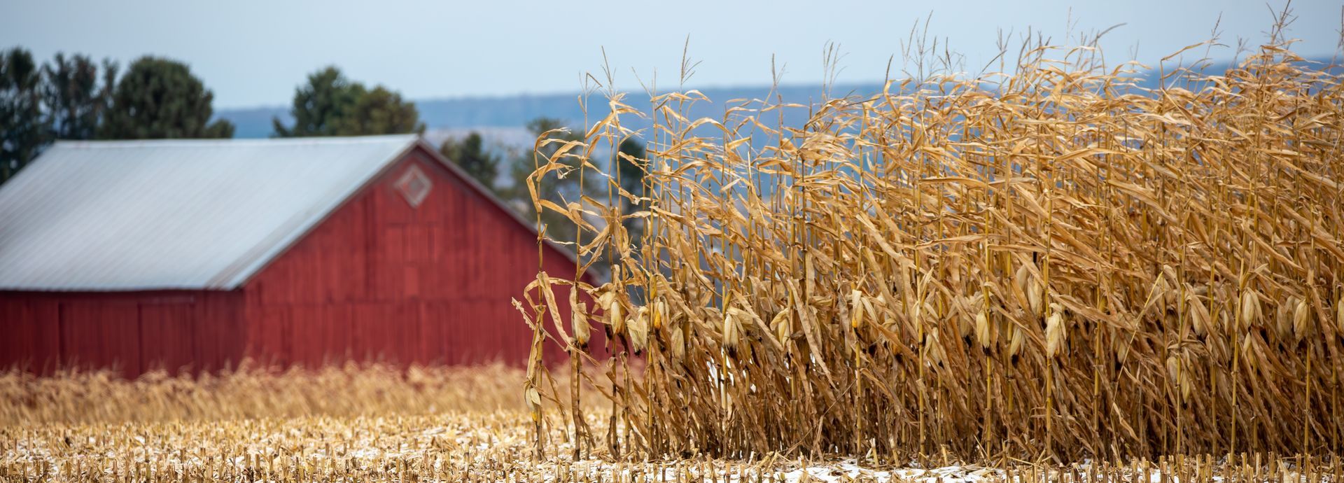 Red barn beside a tall golden cornfield under a blue sky