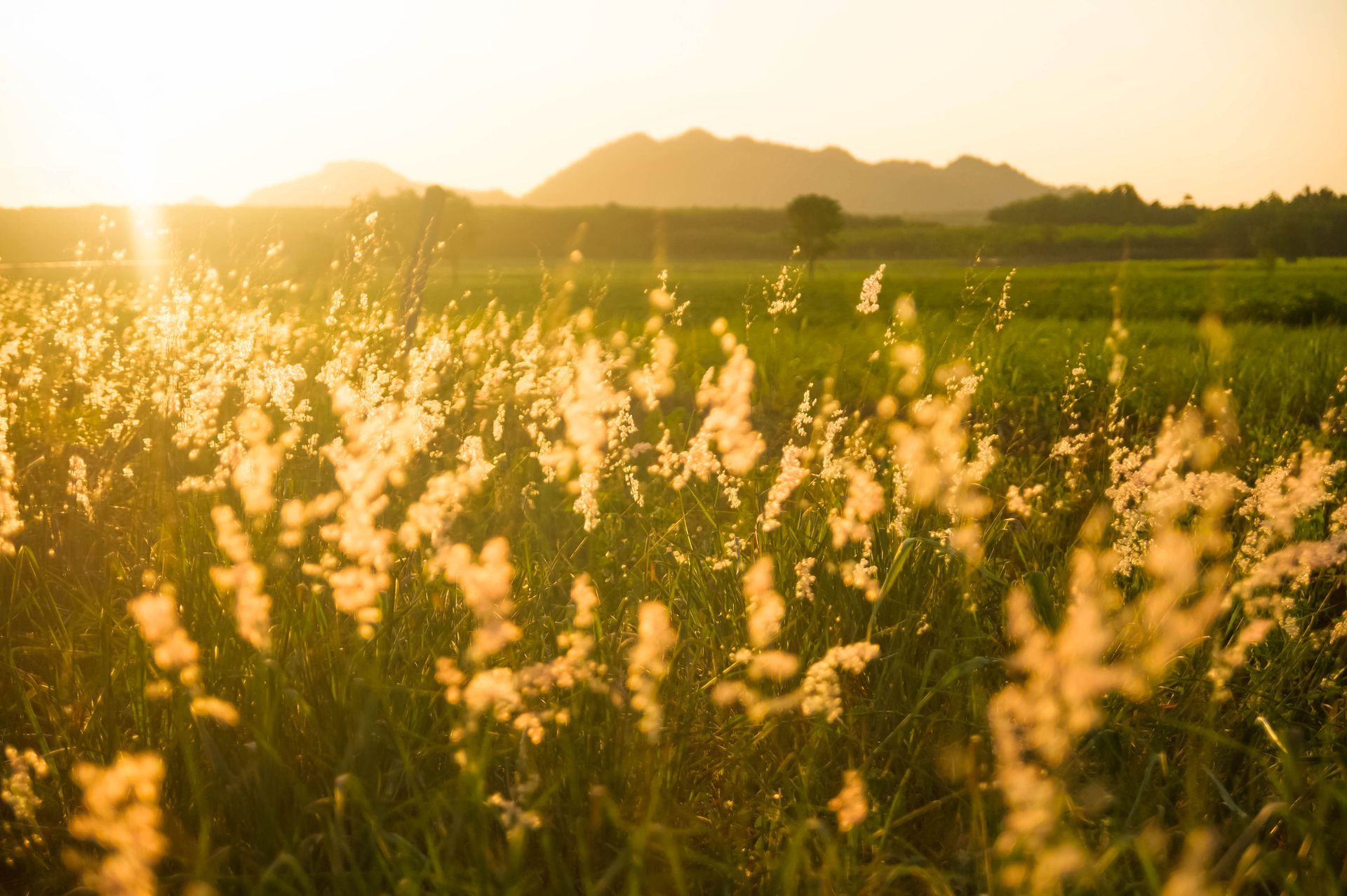 Sunlit meadow with tall grass and distant mountains at golden hour