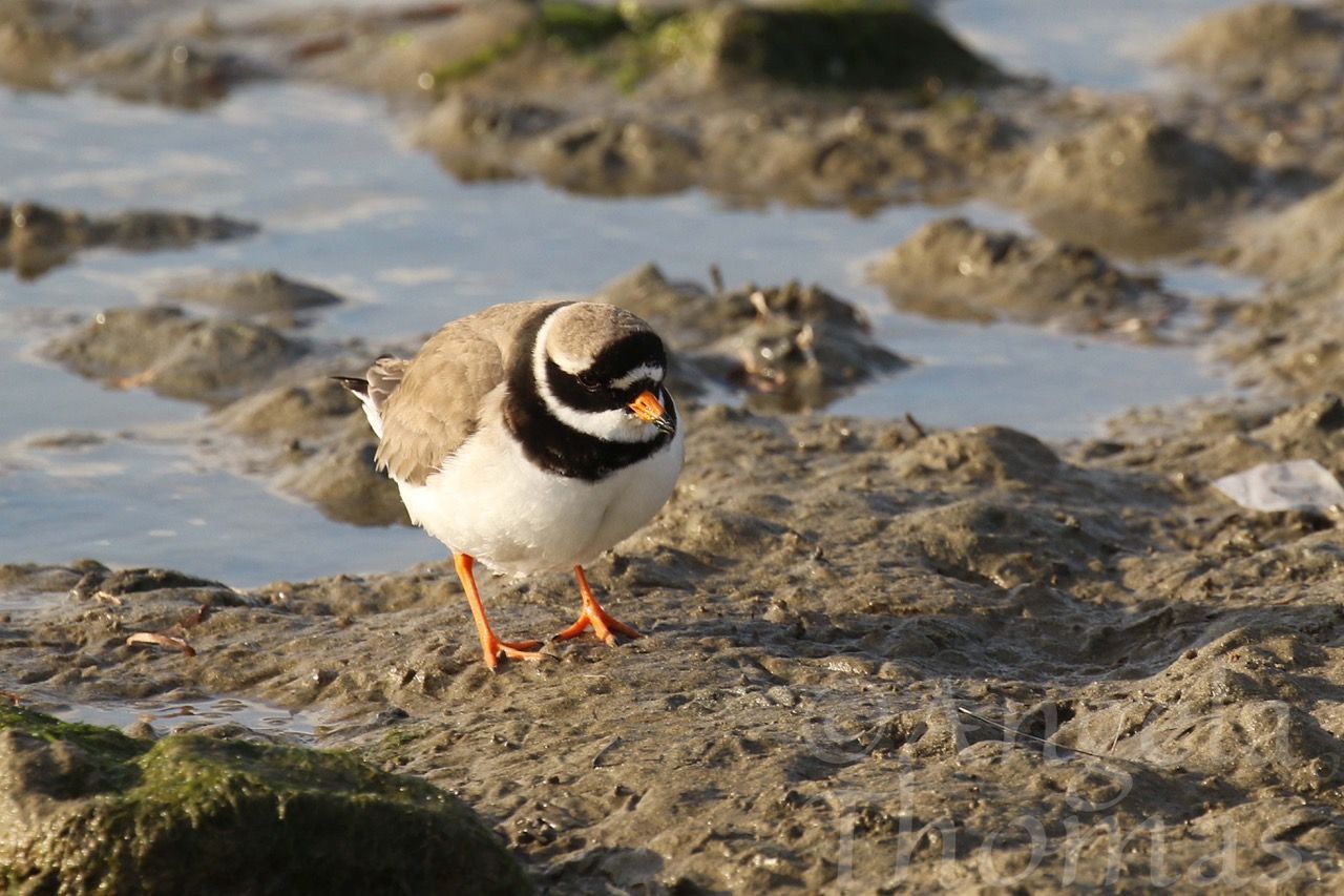 Ringed Plover on Chisel Beach
